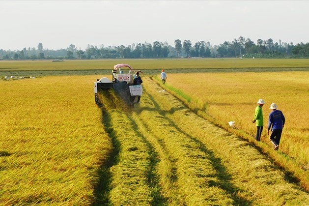 Quy định về thực hiện tập trung, tích tụ đất nông nghiệp